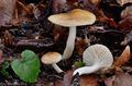 Hygrophorus arbustivus